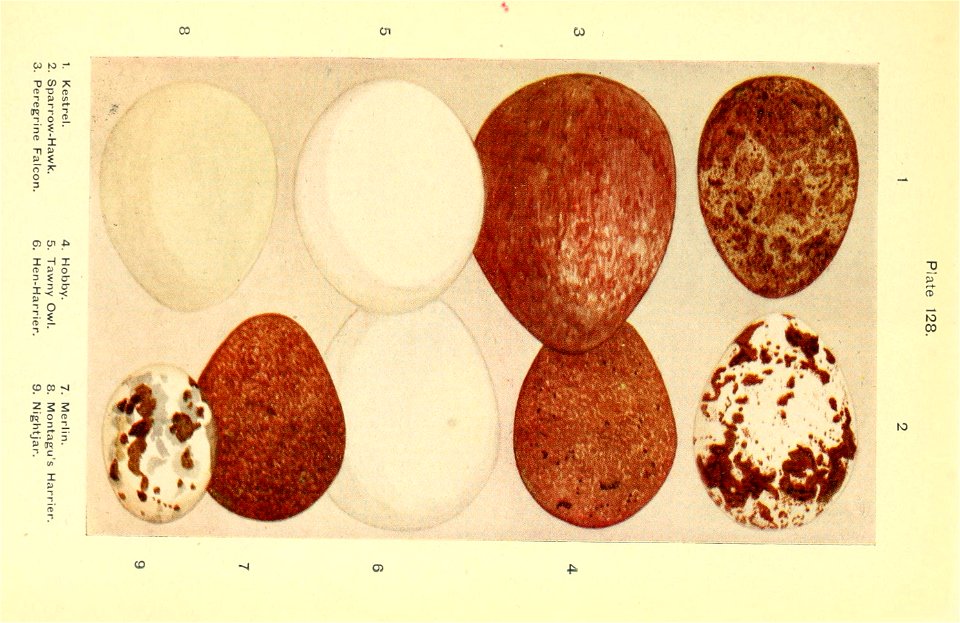 n554_w1150