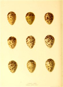 n155_w1150