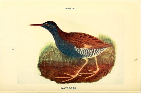n495_w1150