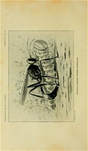 n31_w1150