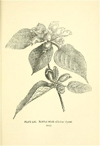 n178_w1150