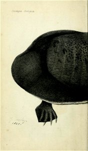 n77_w1150