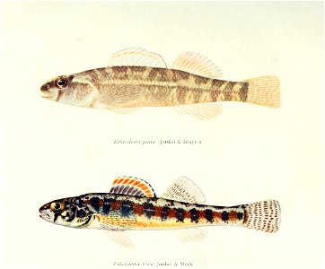 n548_w1150