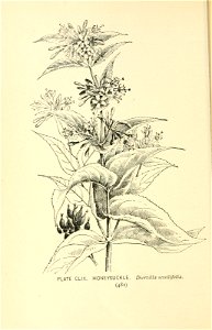 n575_w1150