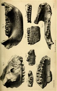 n454_w1150