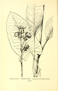 n615_w1150
