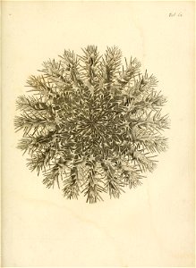 n252_w1150