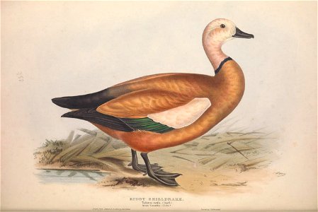 n61_w1150