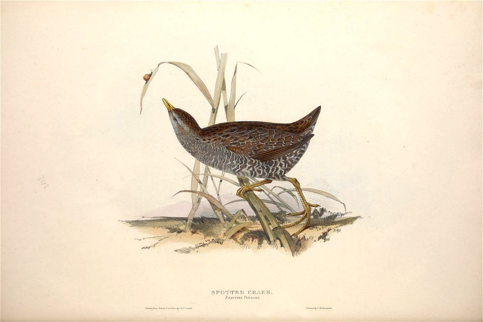 n413_w1150
