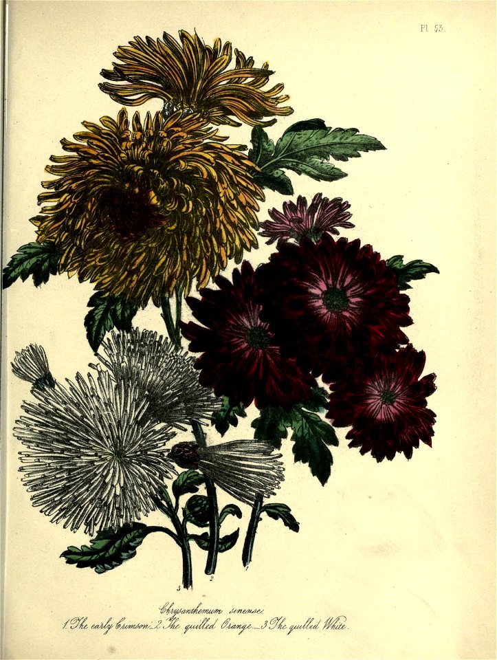 n436_w1150
