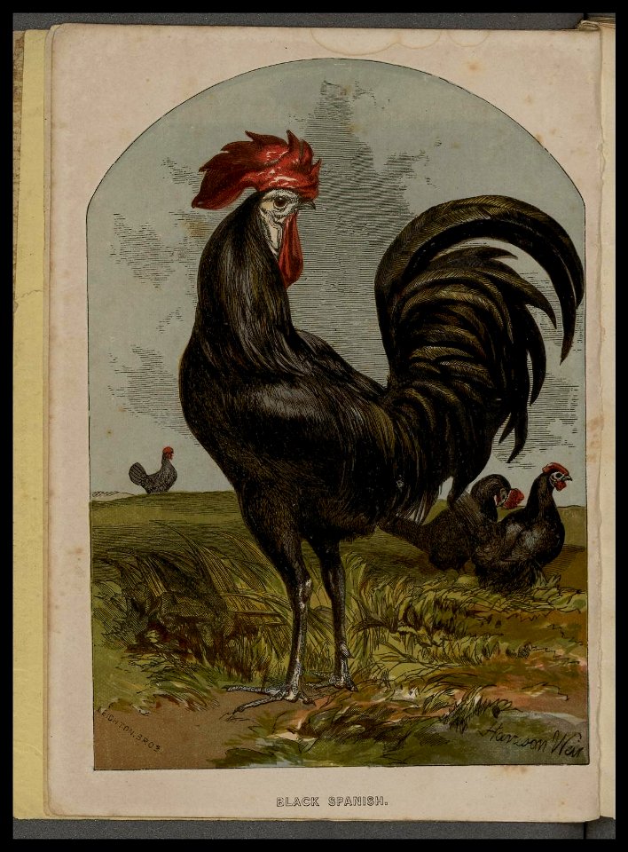 n3_w1150