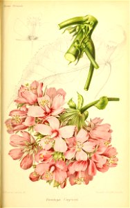 n594_w1150