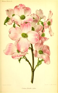 n554_w1150
