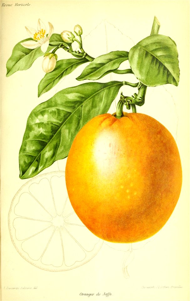 n572_w1150