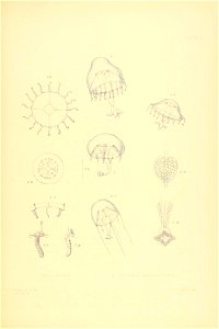 n126_w1150