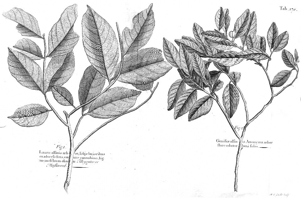 n533_w1150
