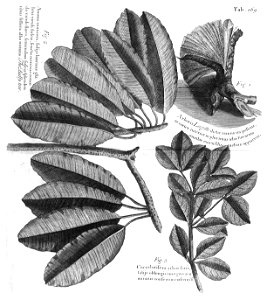 n532_w1150
