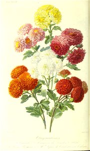 n455_w1150