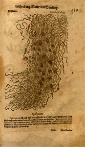 n1189_w1150