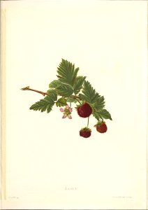 n190_w1150