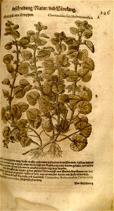 n563_w1150