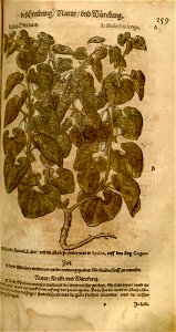 n589_w1150