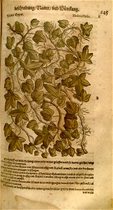 n561_w1150
