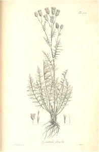 n118_w1150