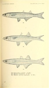n532_w1150