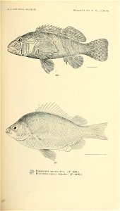 n738_w1150