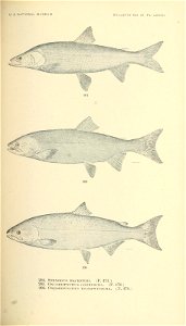 n438_w1150