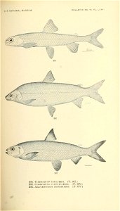 n436_w1150