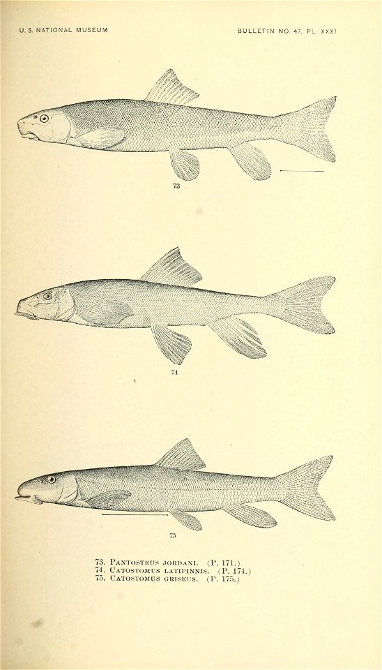n346_w1150