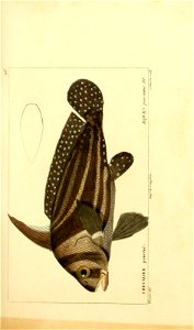 n212_w1150