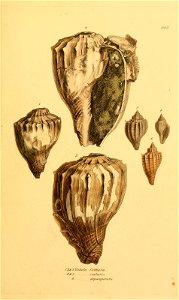 n154_w1150