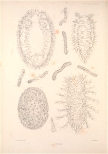 n517_w1150