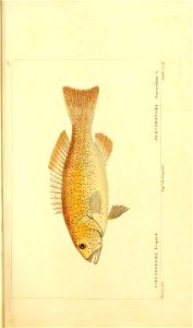 n60_w1150