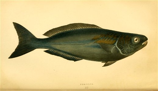 n199_w1150