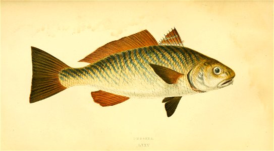n96_w1150