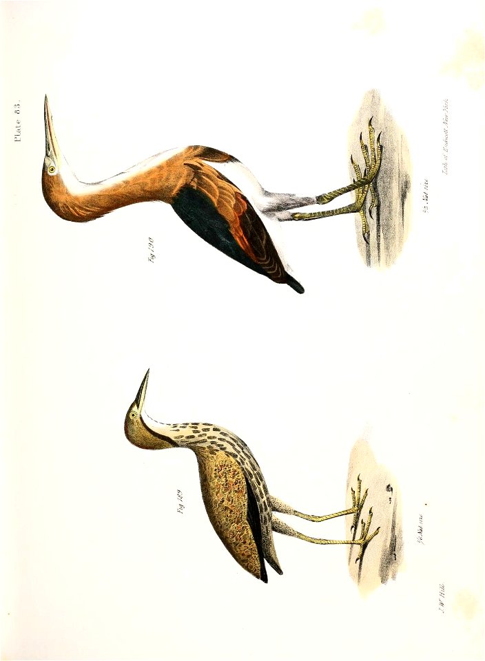 n562_w1150