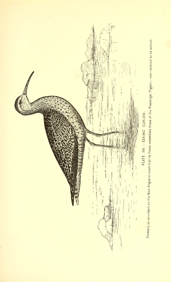 n462_w1150