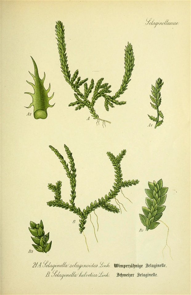 n542_w1150
