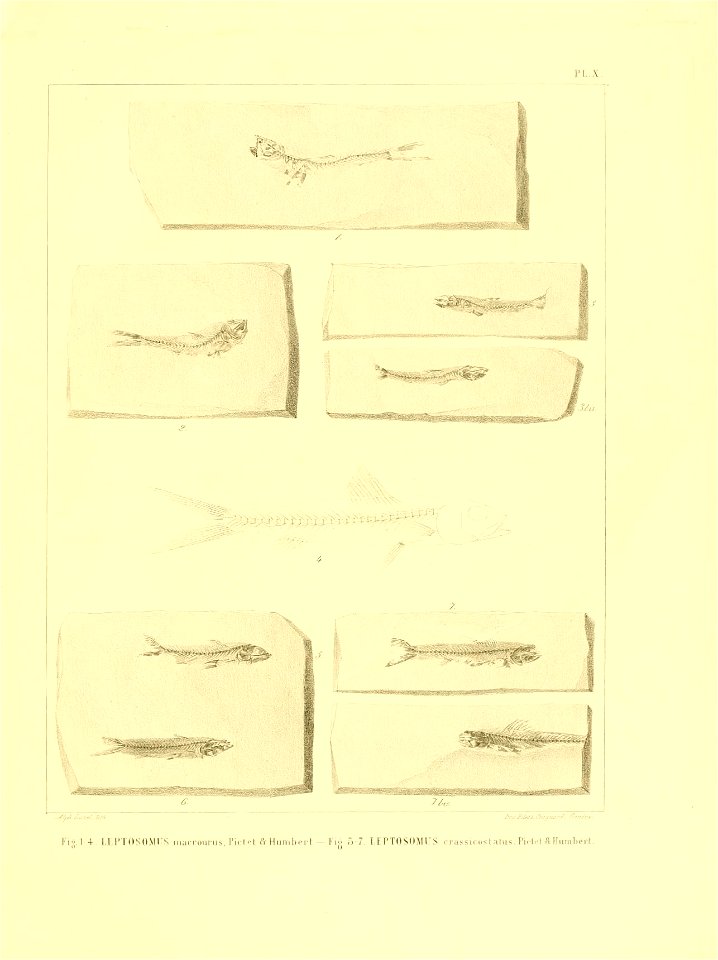 n146_w1150