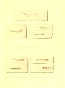 n146_w1150