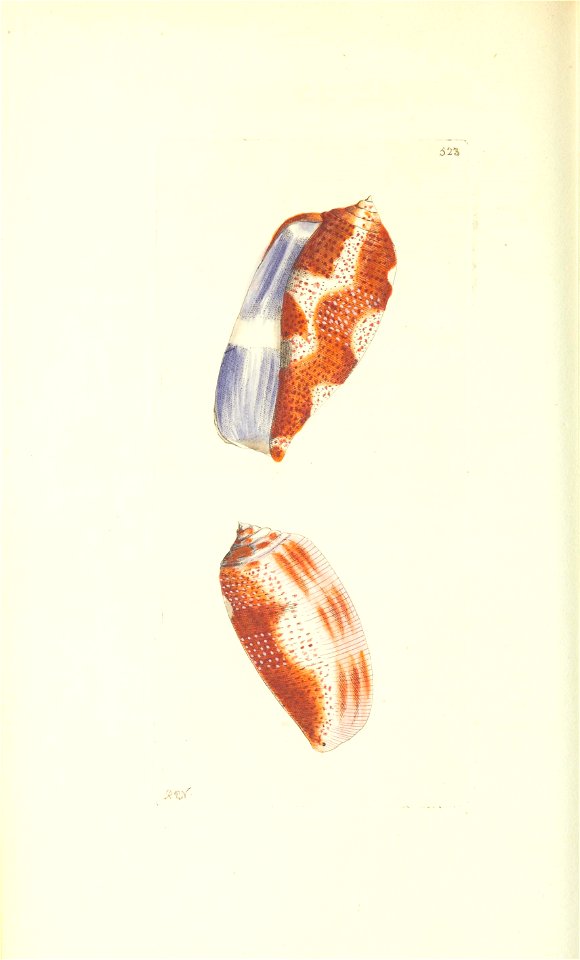 n191_w1150