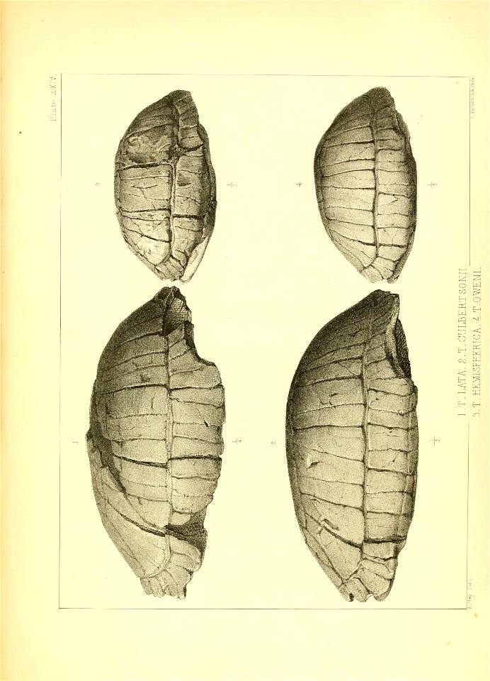 n182_w1150
