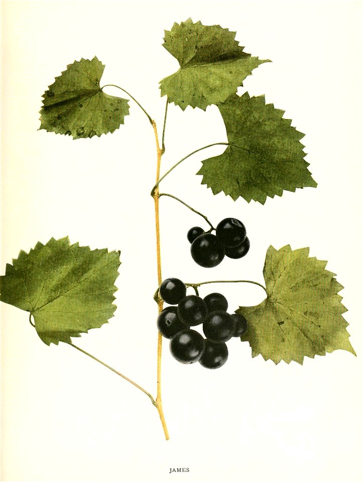 n464_w1150