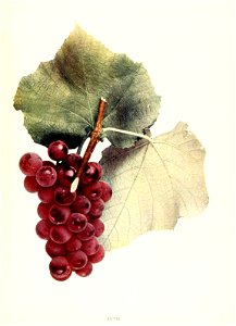 n502_w1150