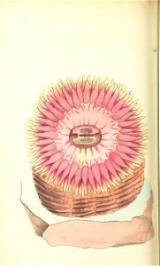 n191_w1150