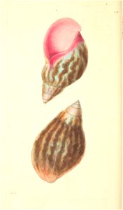 n181_w1150